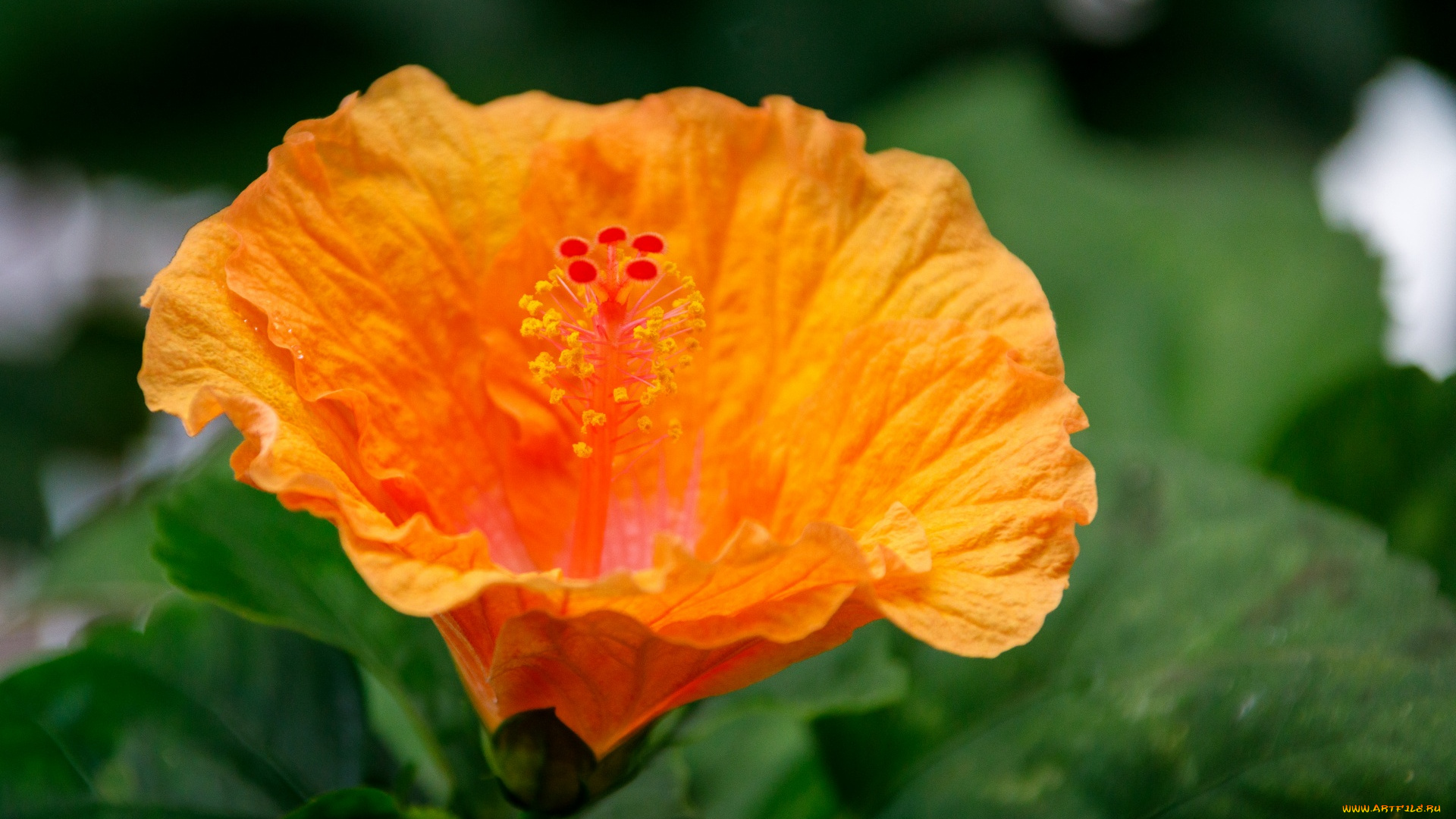 цветы, гибискусы, оранжевый, гибискус, макро