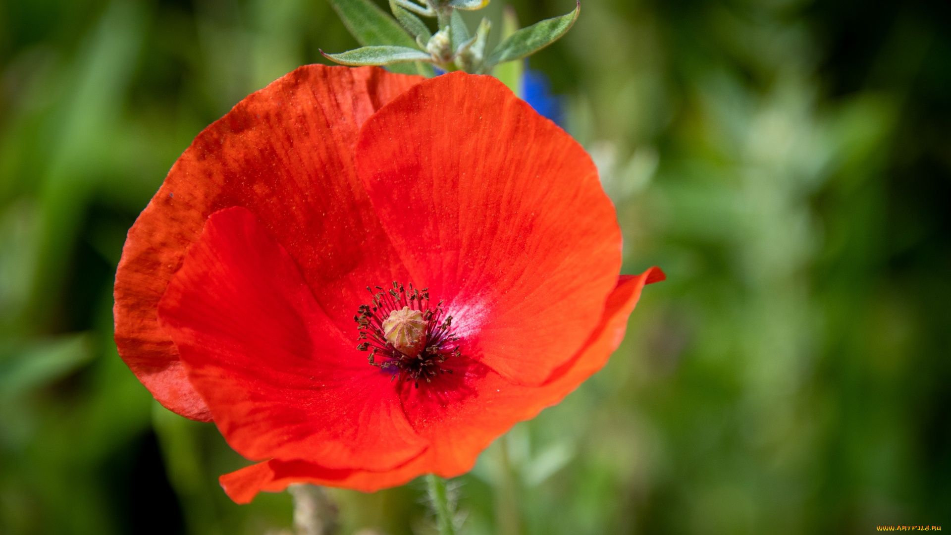 цветы, маки, алый, мак, макро, бутон