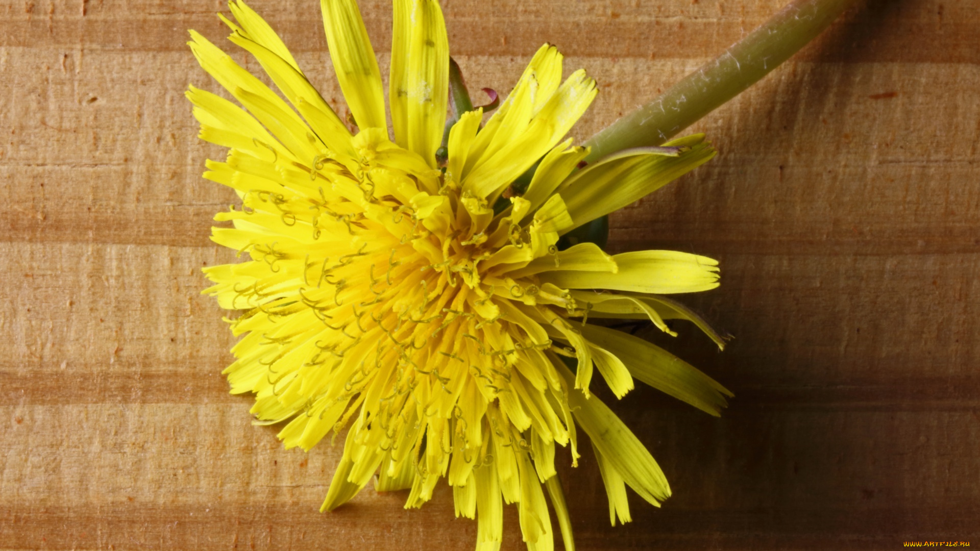 цветы, одуванчики, желтый, одуванчик, весна, макро