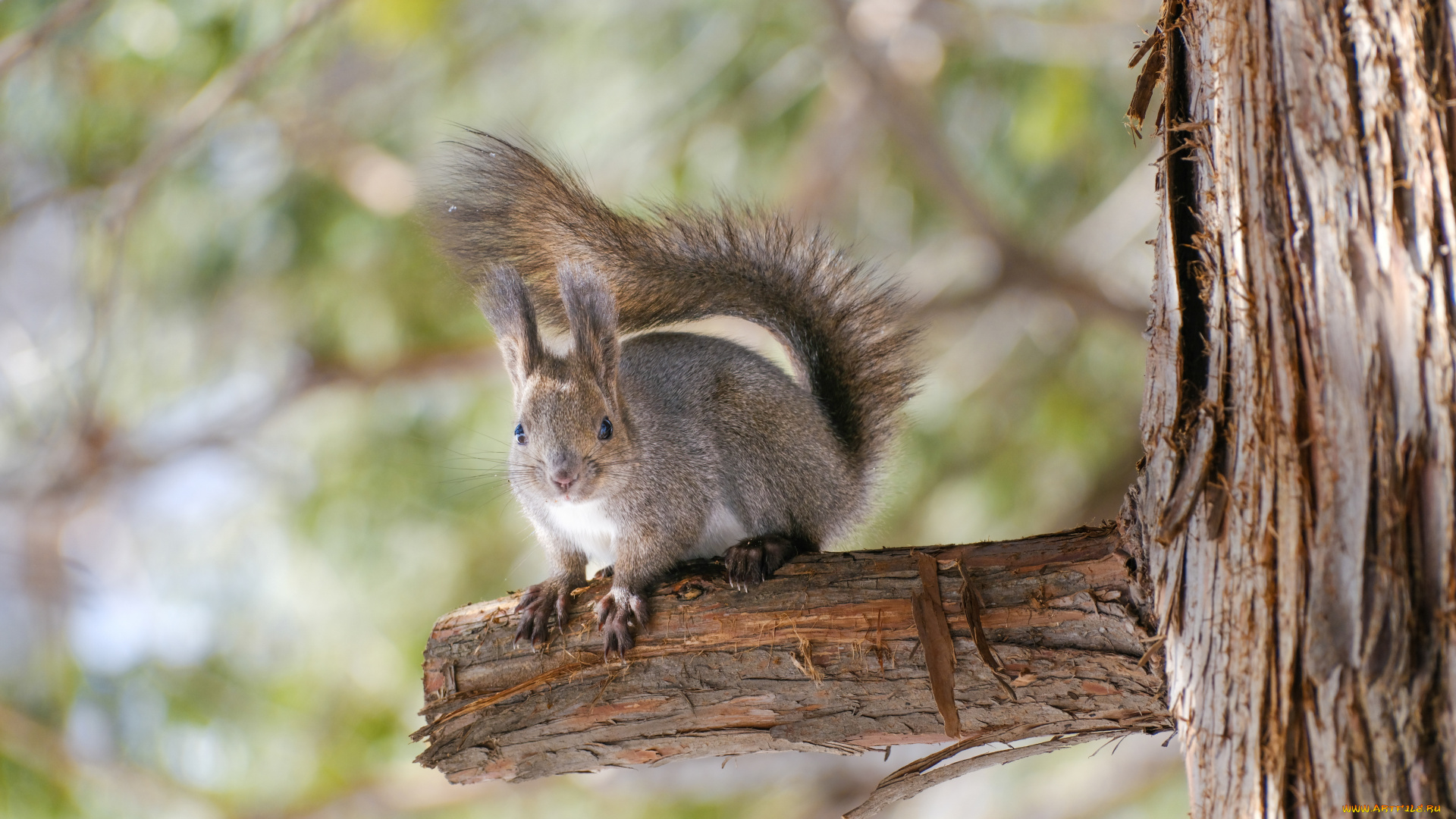животные, белки, белка