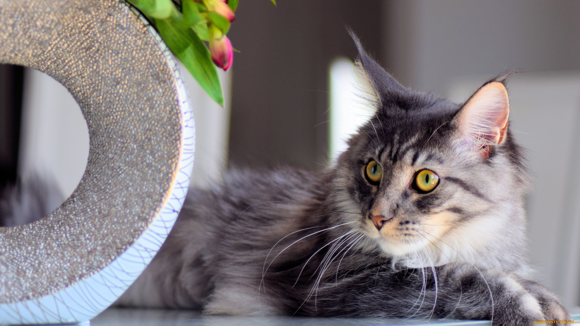 животные, коты, кот, кошка