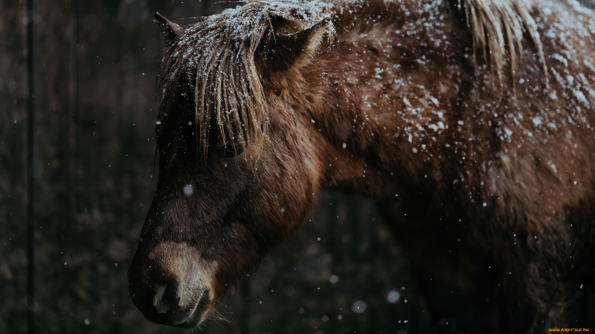 животные, лошади, лошадь