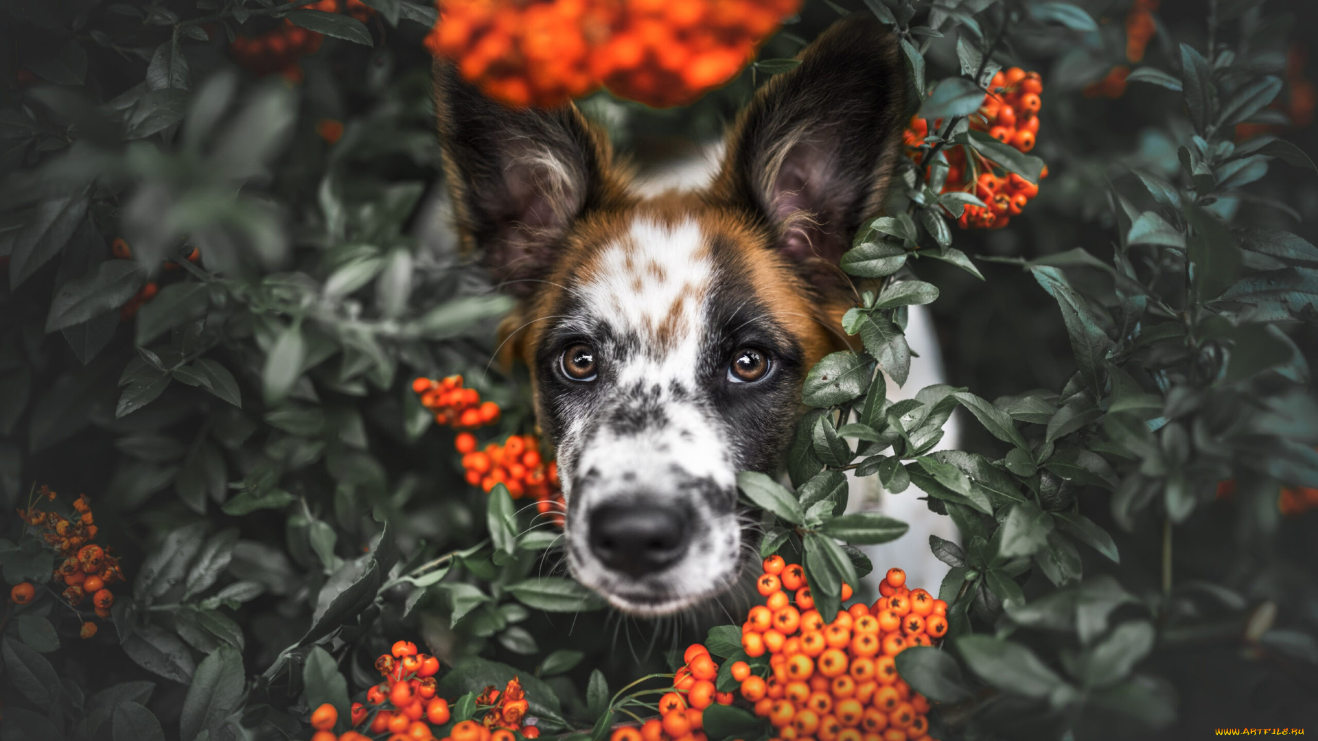 животные, собаки, собака