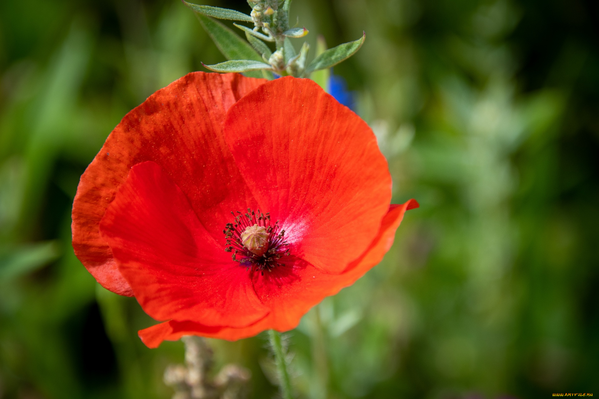 цветы, маки, алый, мак, макро, бутон