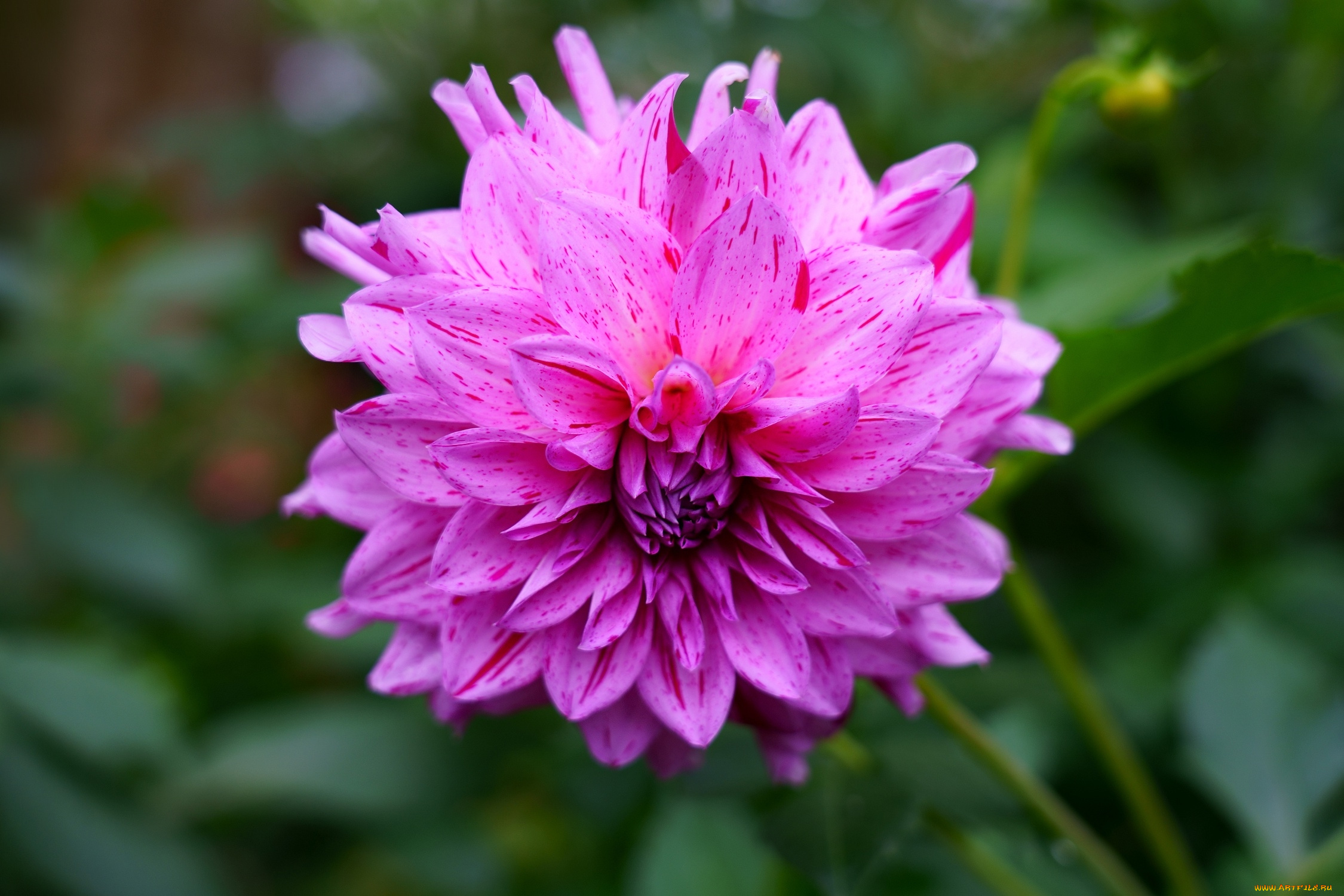 цветы, георгины, макро, георгин, розовый, крапинки