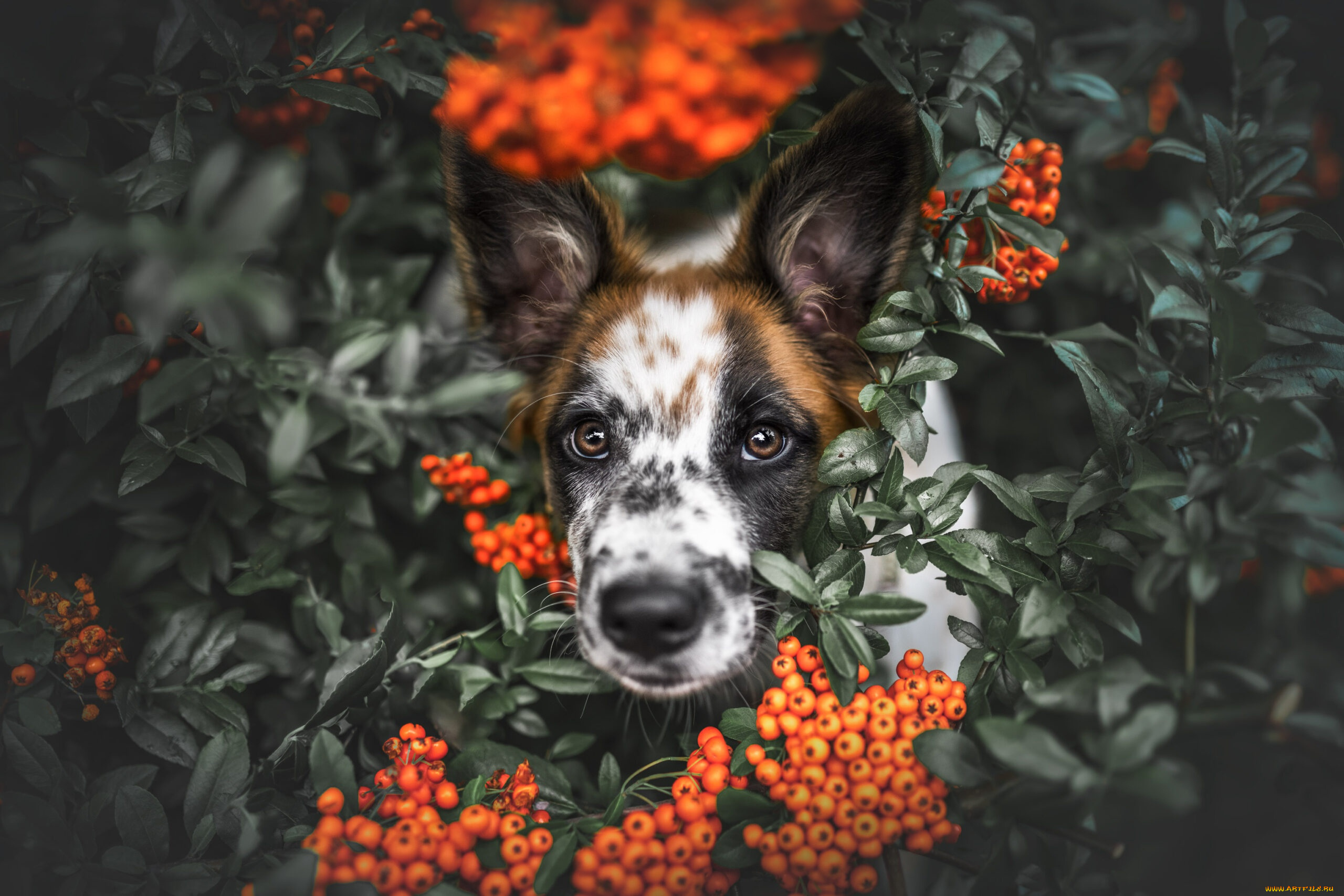 животные, собаки, собака