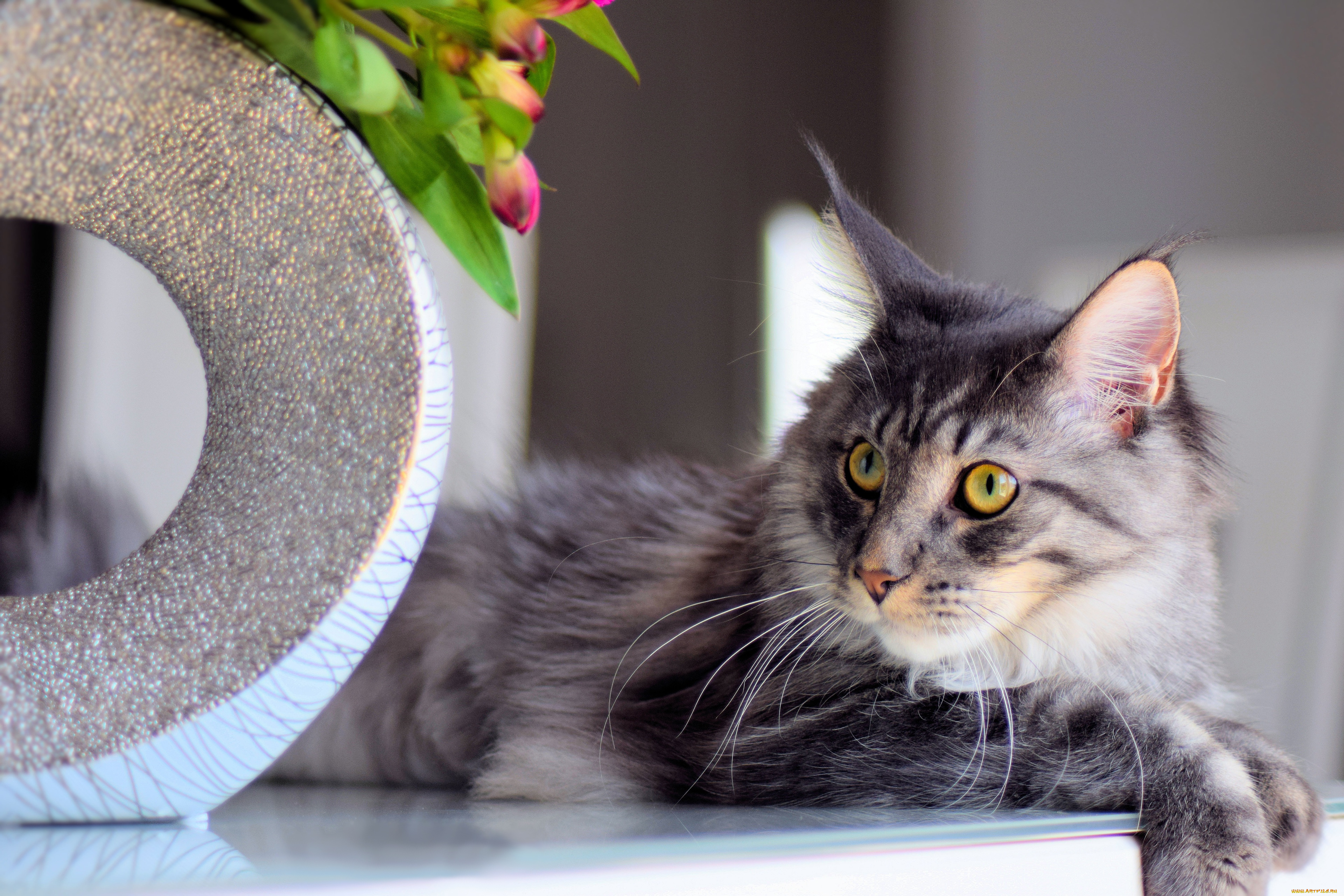 животные, коты, кот, кошка