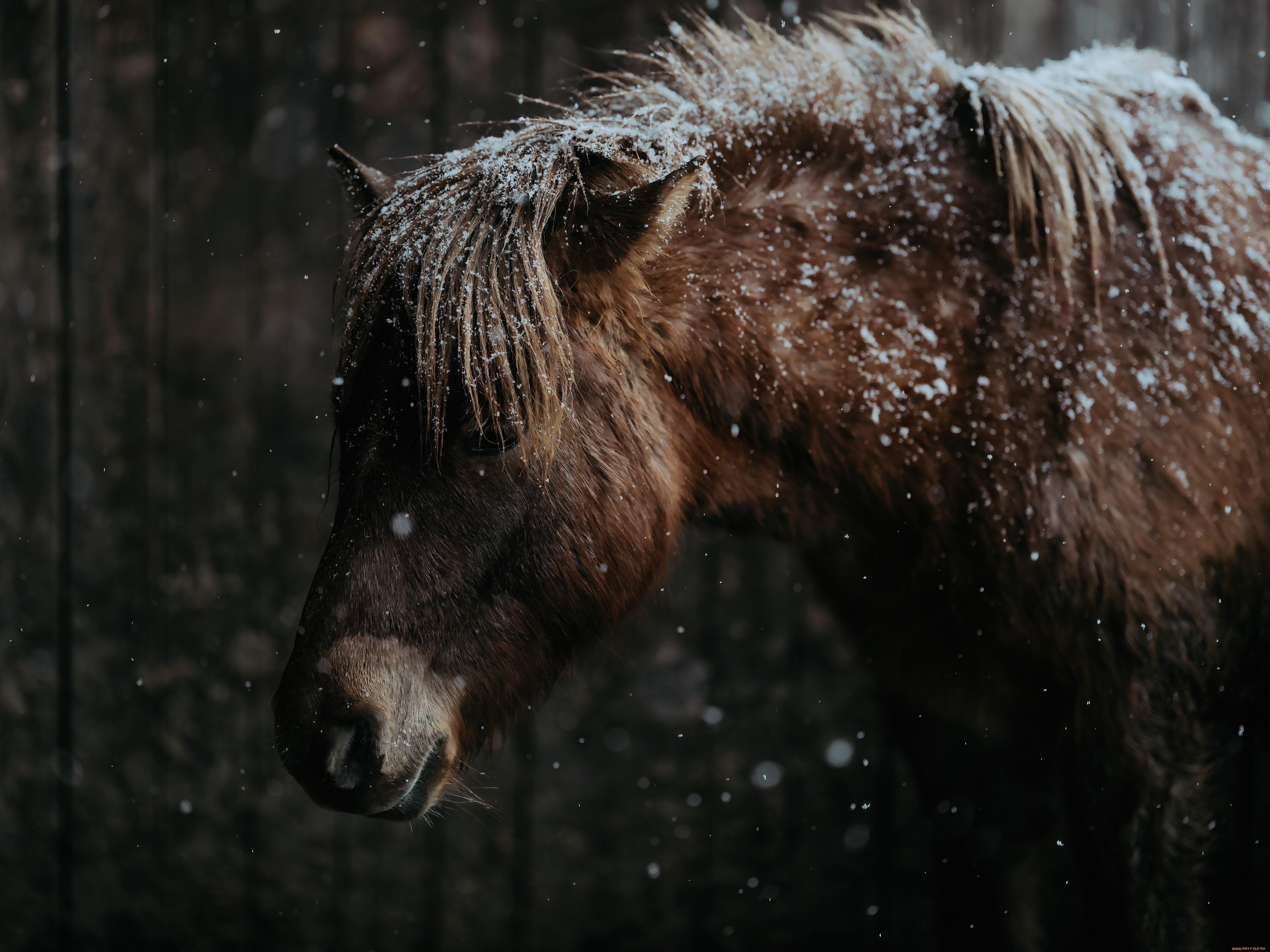 животные, лошади, лошадь