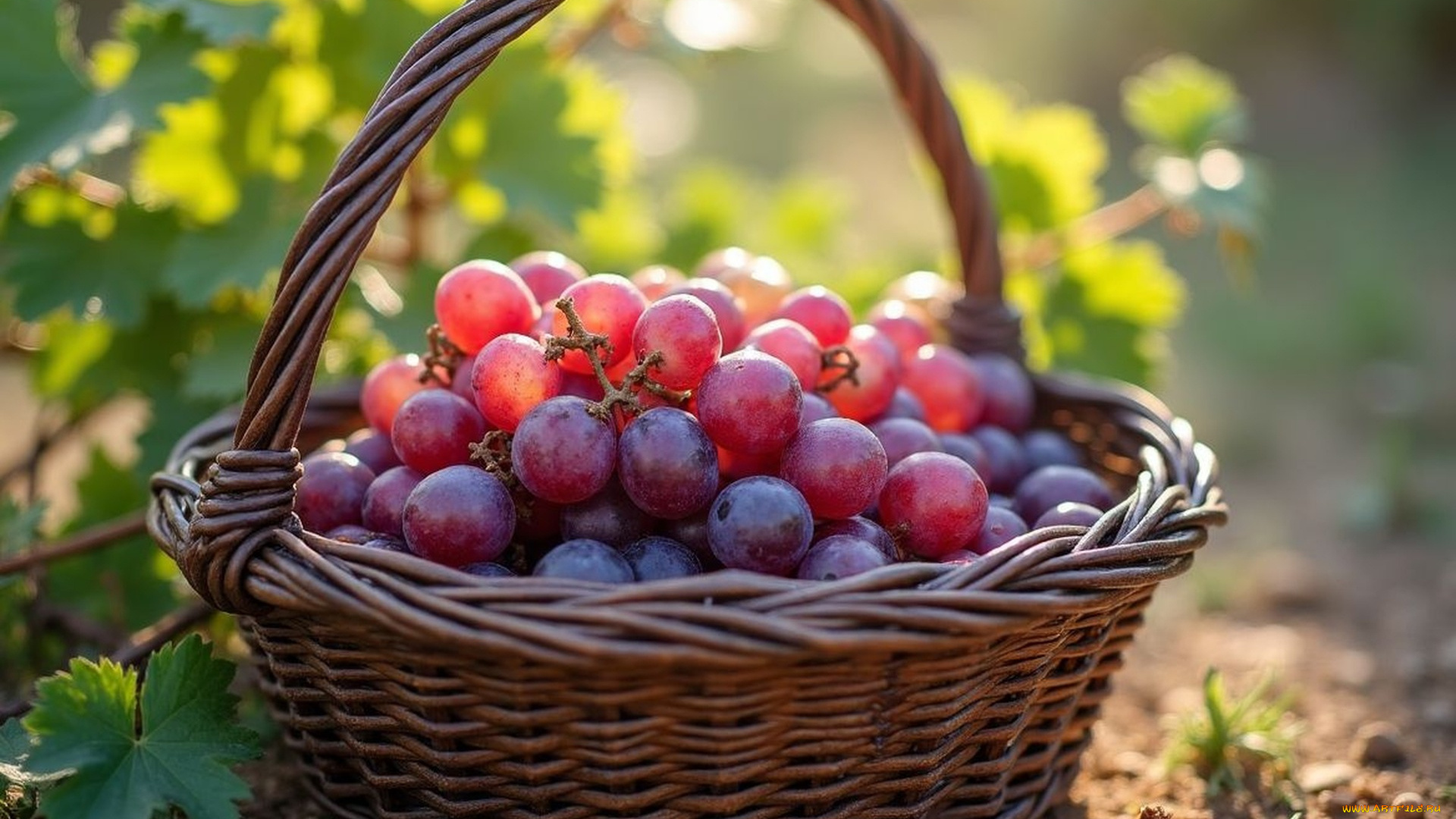 еда, виноград, корзинка, урожай