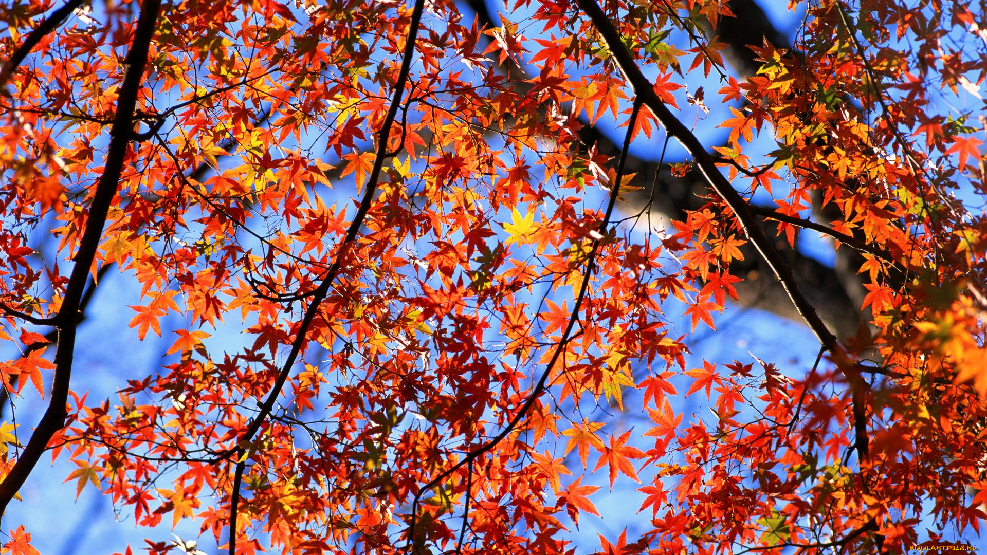 природа, деревья, осень, дерево, небо