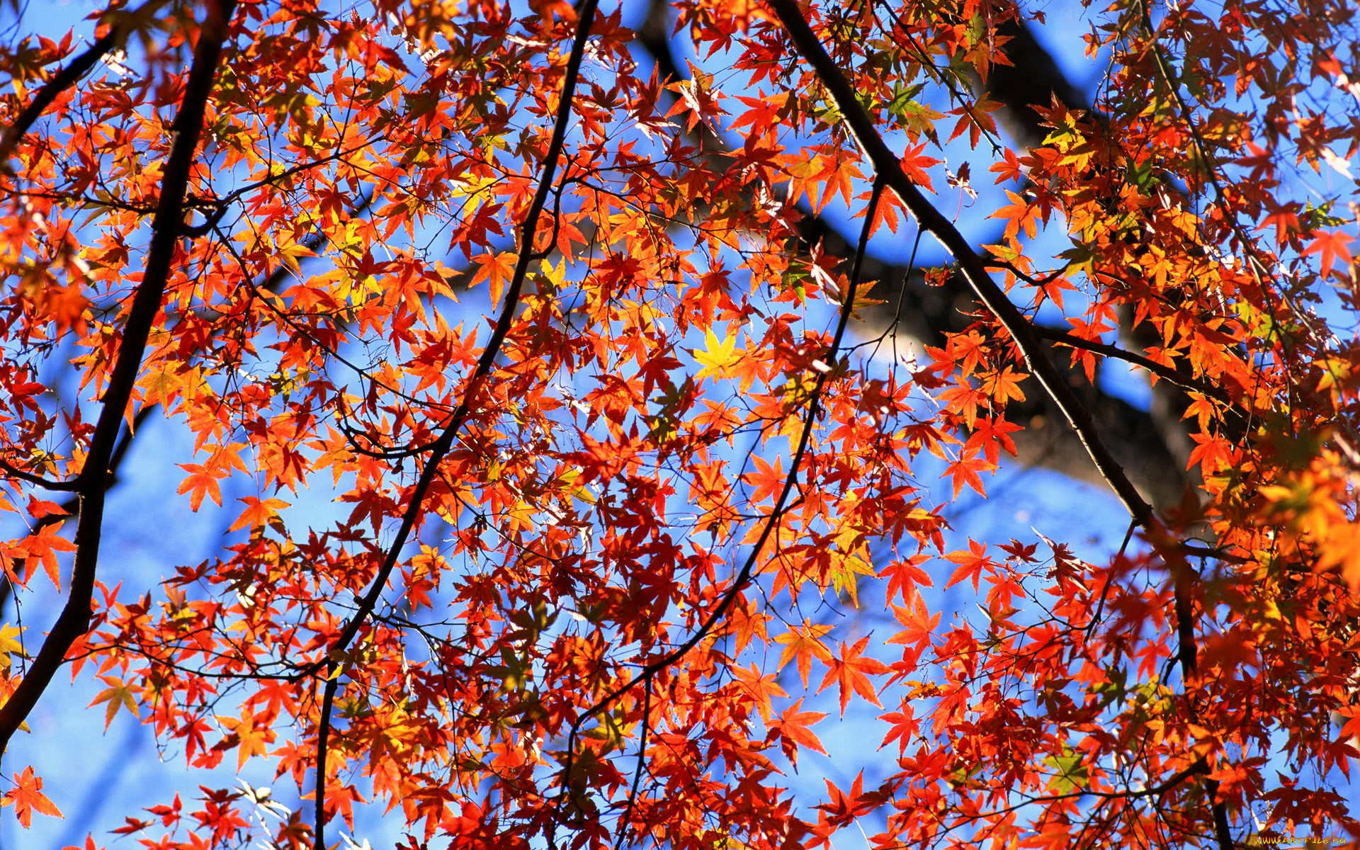 природа, деревья, осень, дерево, небо