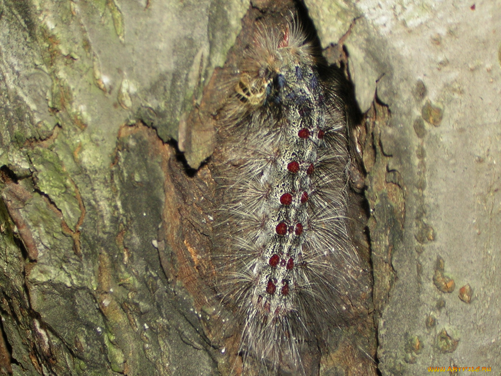 корова, животные, гусеницы
