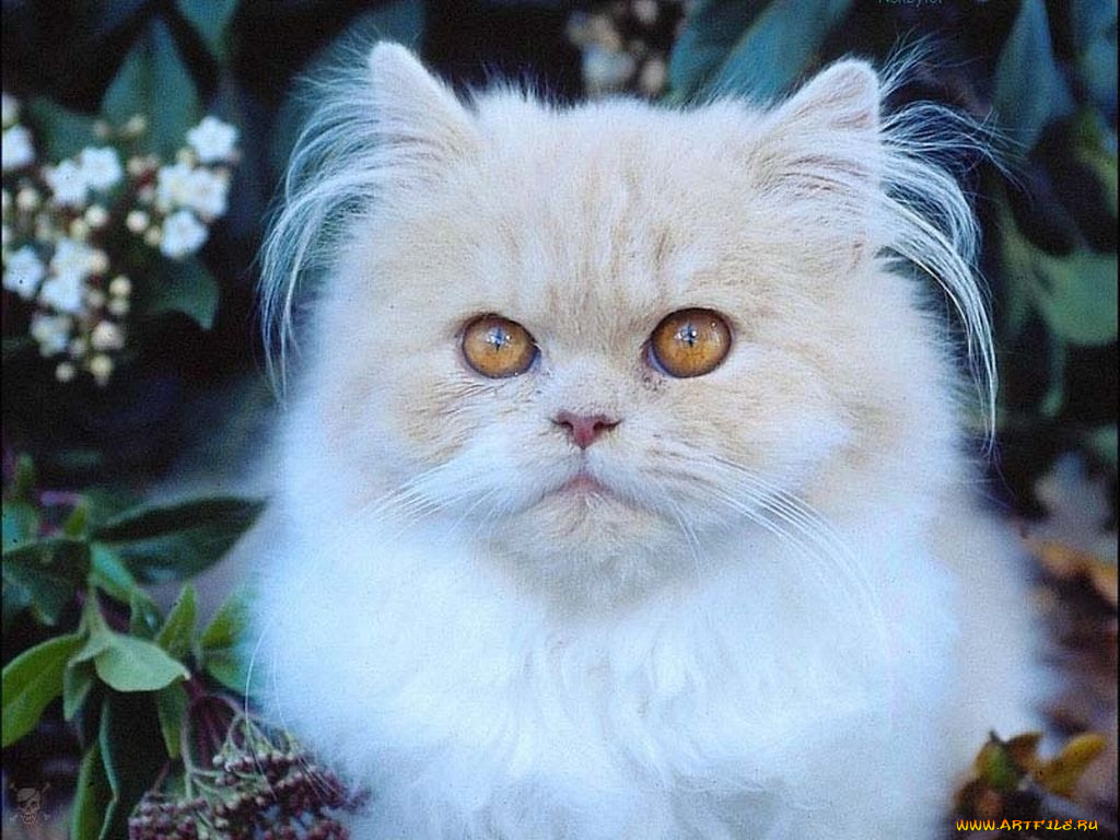 животные, коты