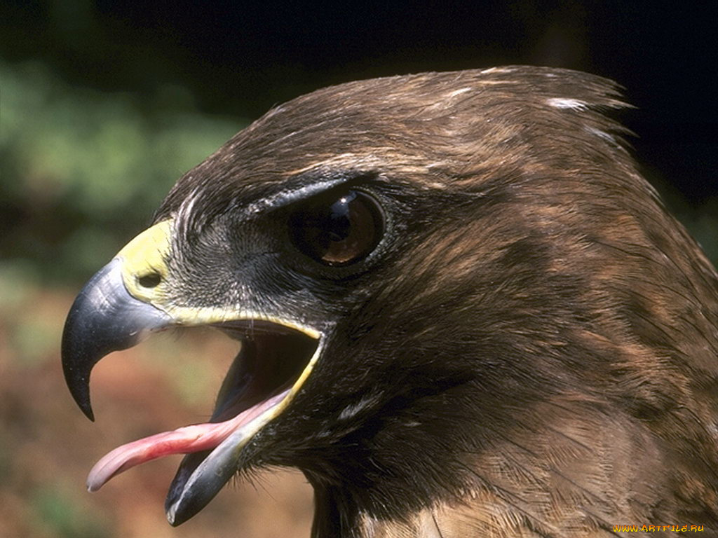 животные, птицы, хищники