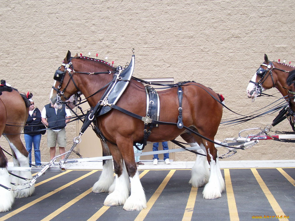 животные, лошади