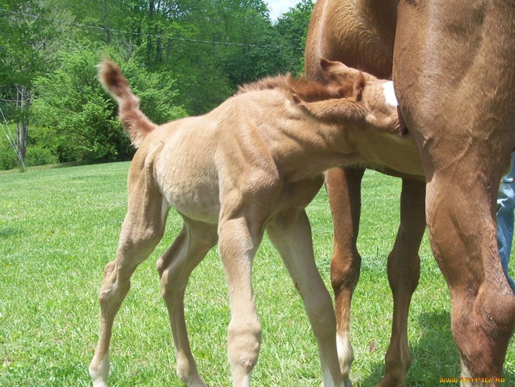 животные, лошади