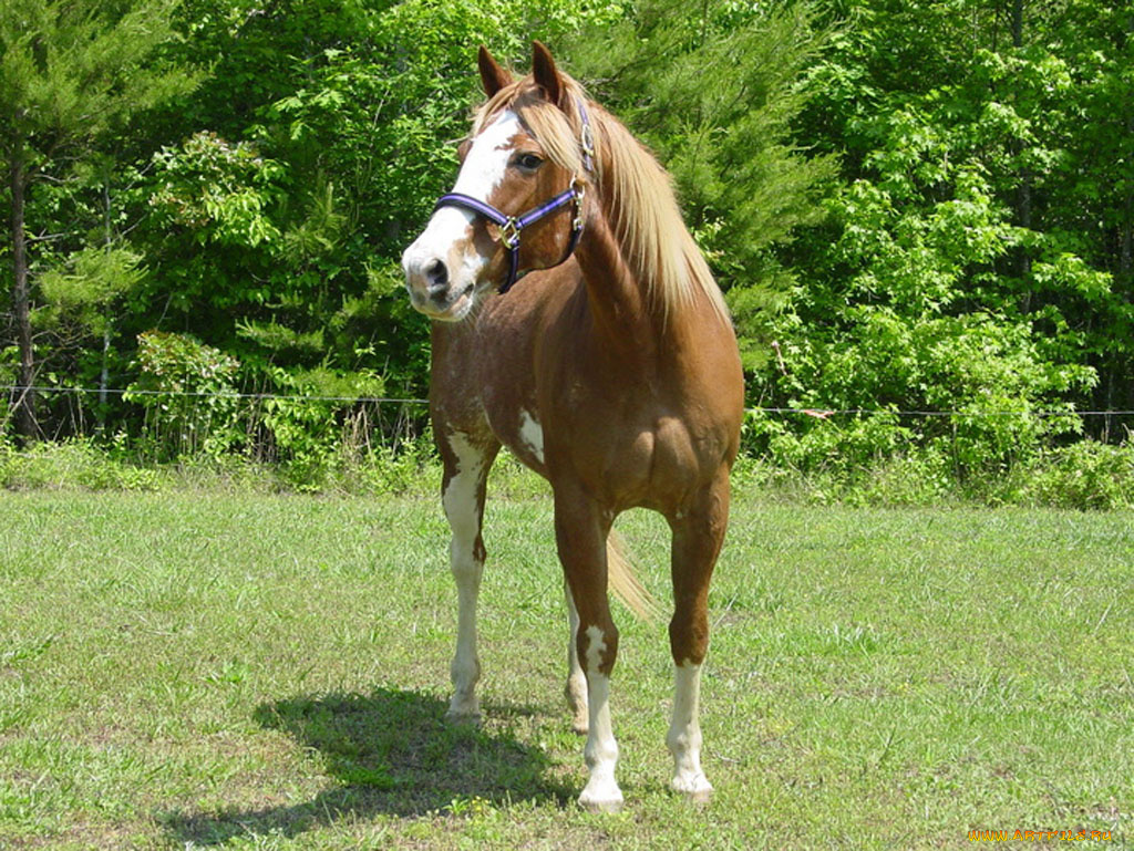 животные, лошади