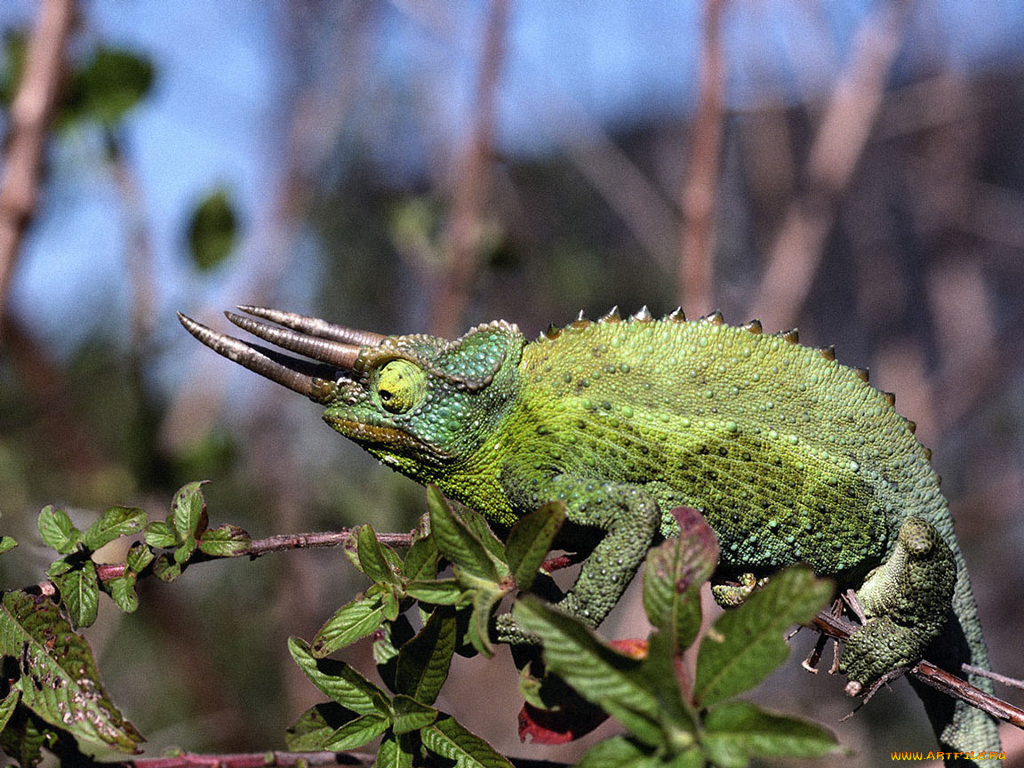 животные, хамелеоны