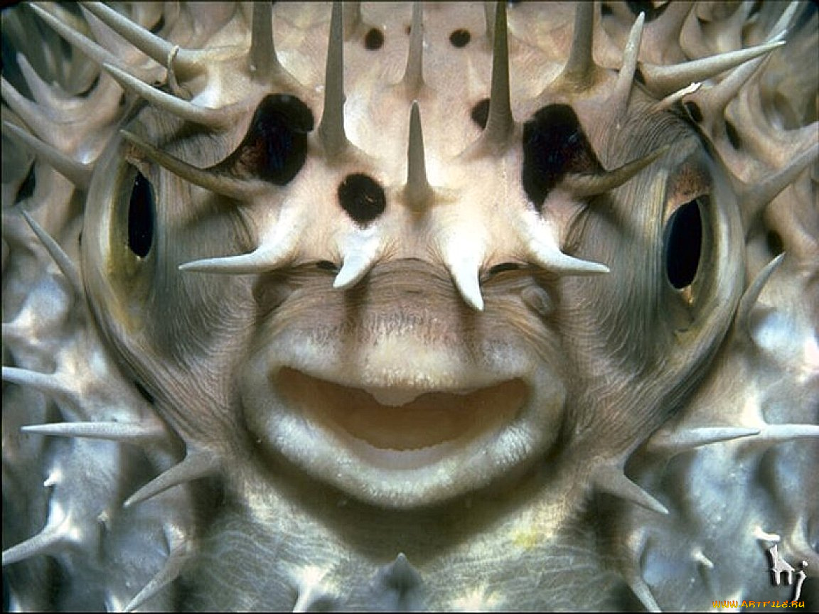 животные, морская, фауна