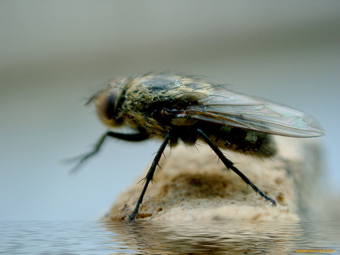 животные, насекомые