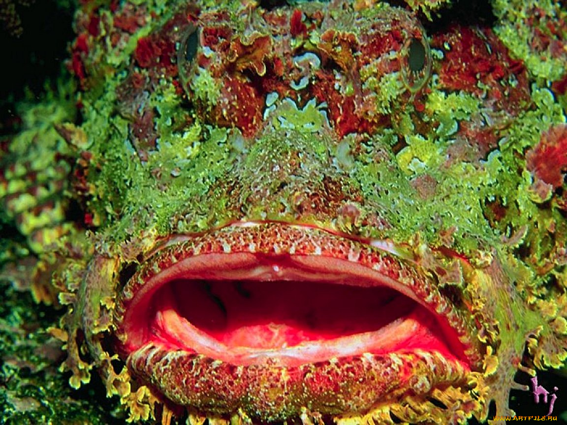 животные, рыбы