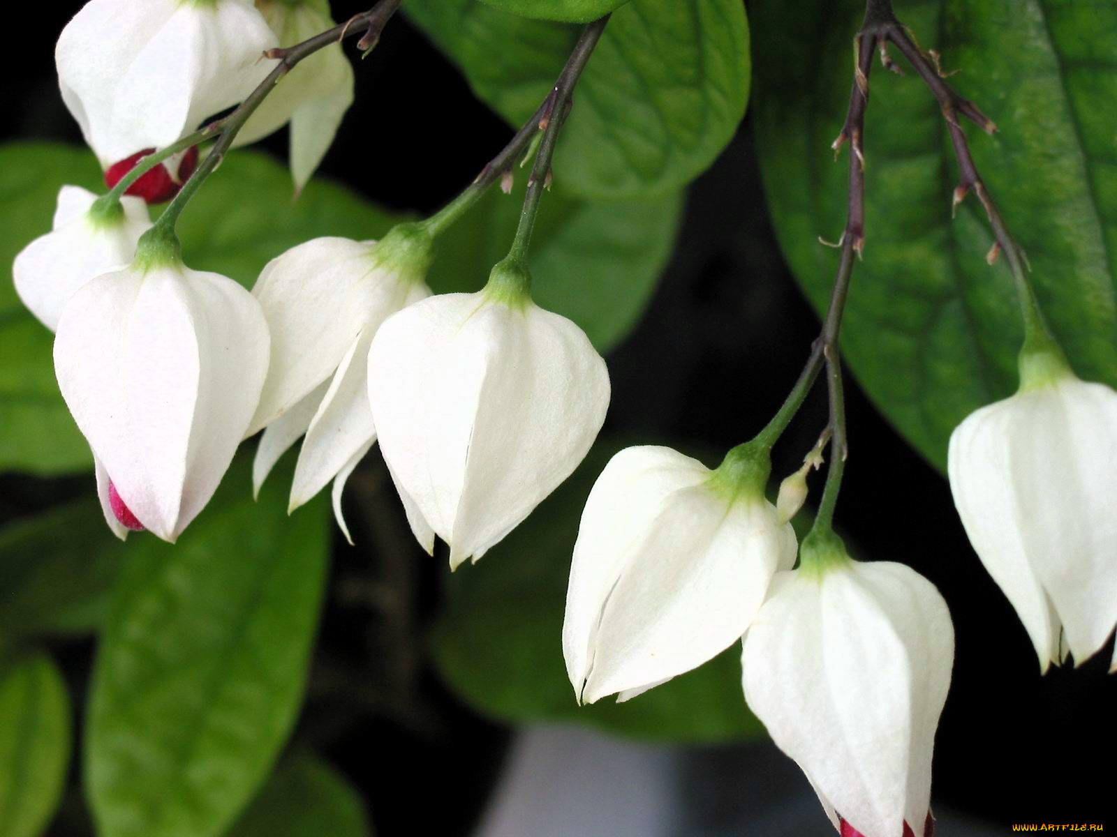 цветы, клеродендрумы