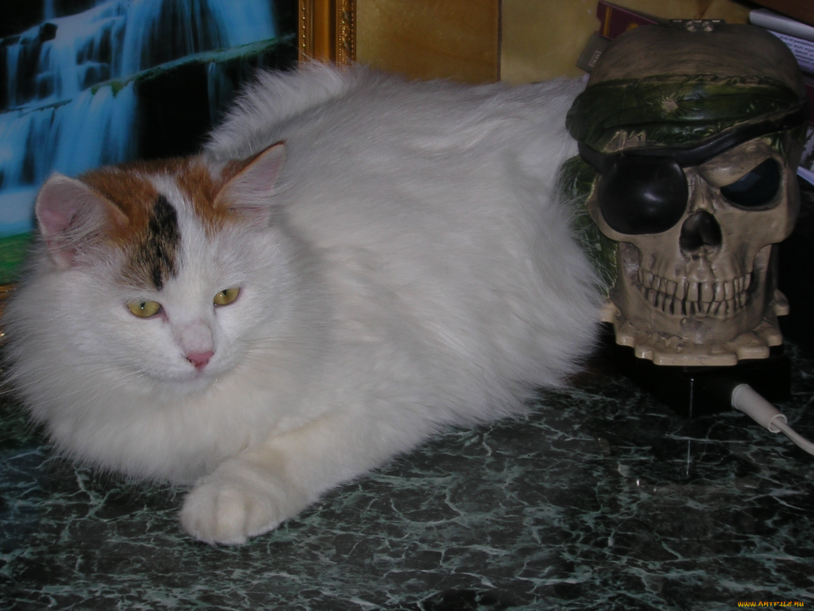 животные, коты