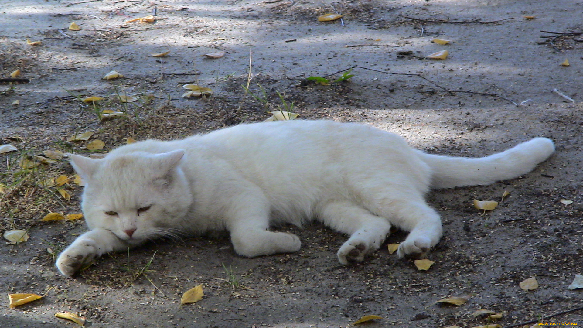 котя, на, отдыхе, животные, коты