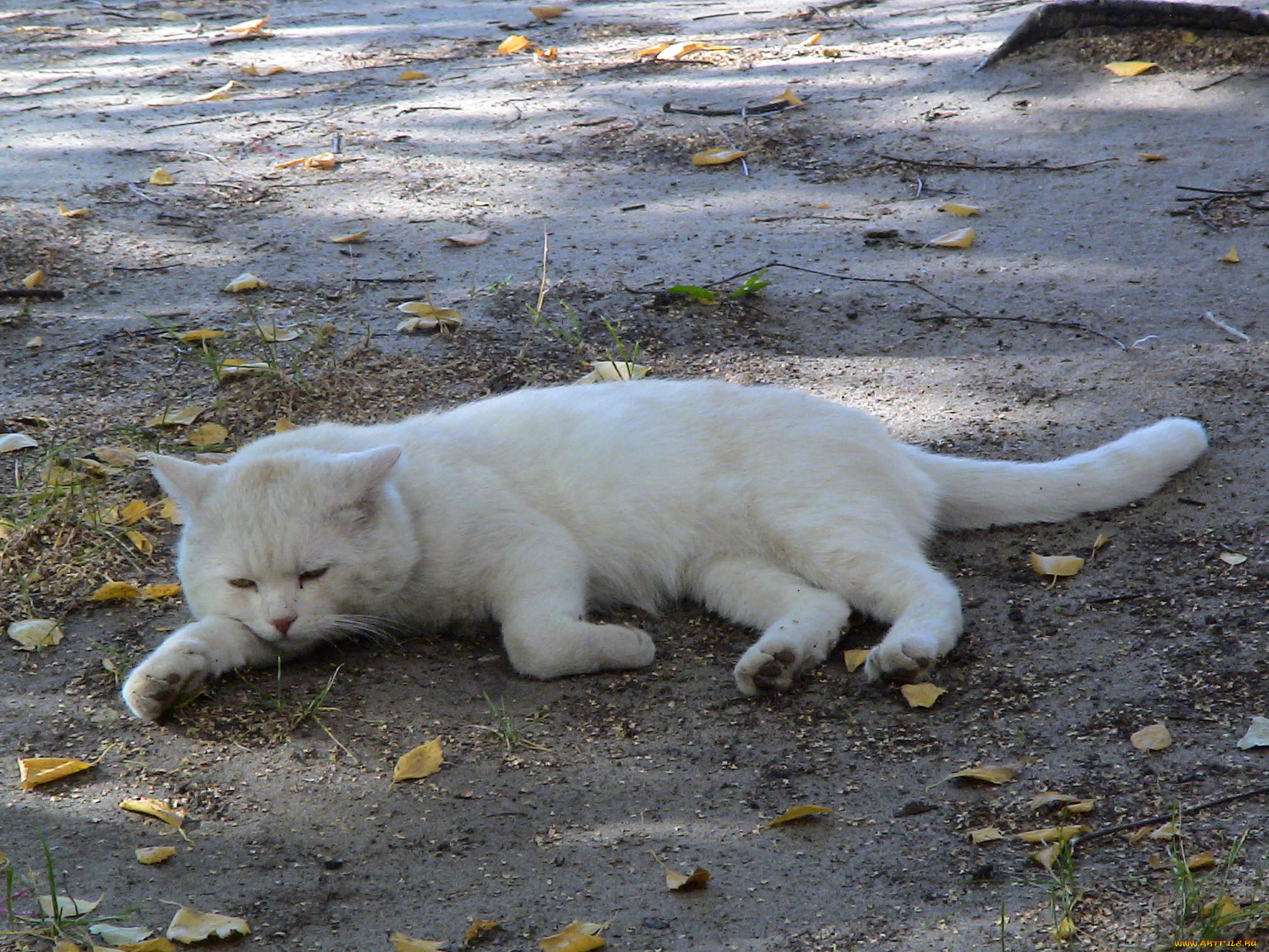 котя, на, отдыхе, животные, коты