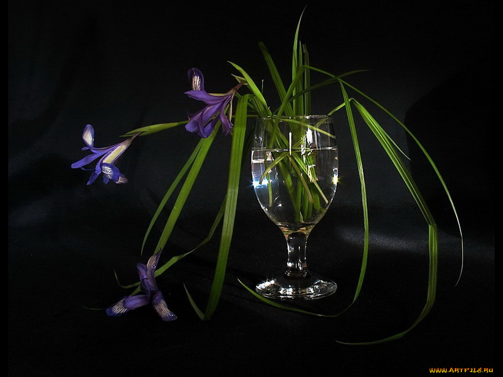 martysha, роняя, кукушкины, слезки, цветы, ирисы