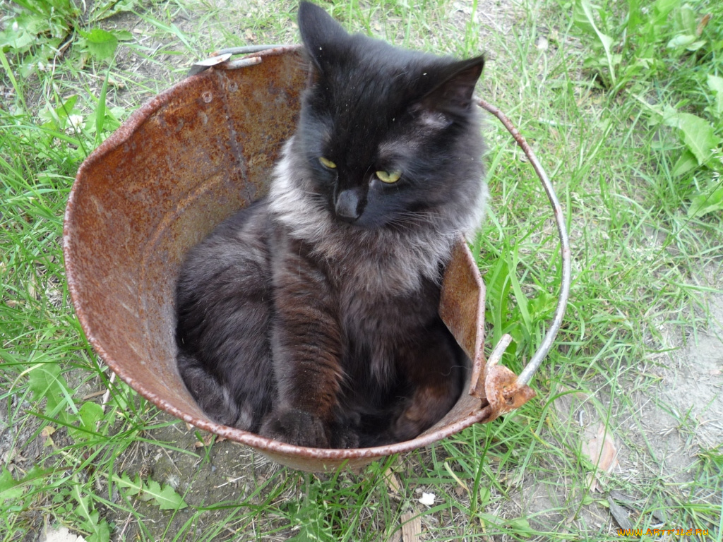 животные, коты