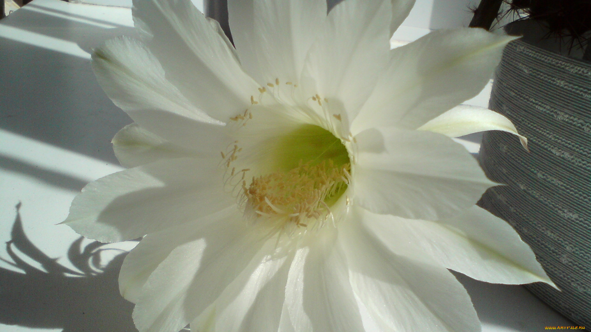 кактус, цветет, цветы, кактусы