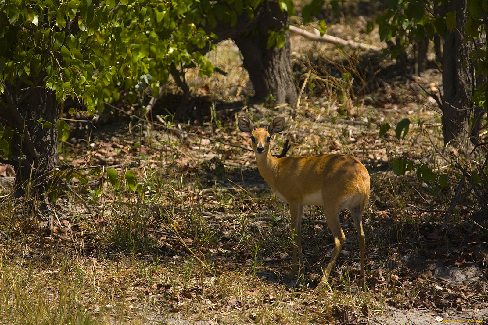 животные, антилопы, деревья, трава