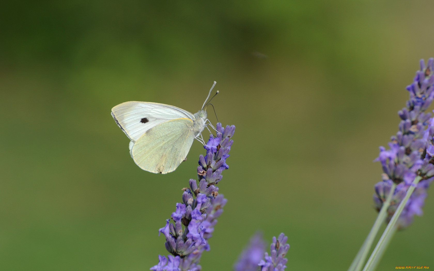 животные, бабочки, цветок, фон