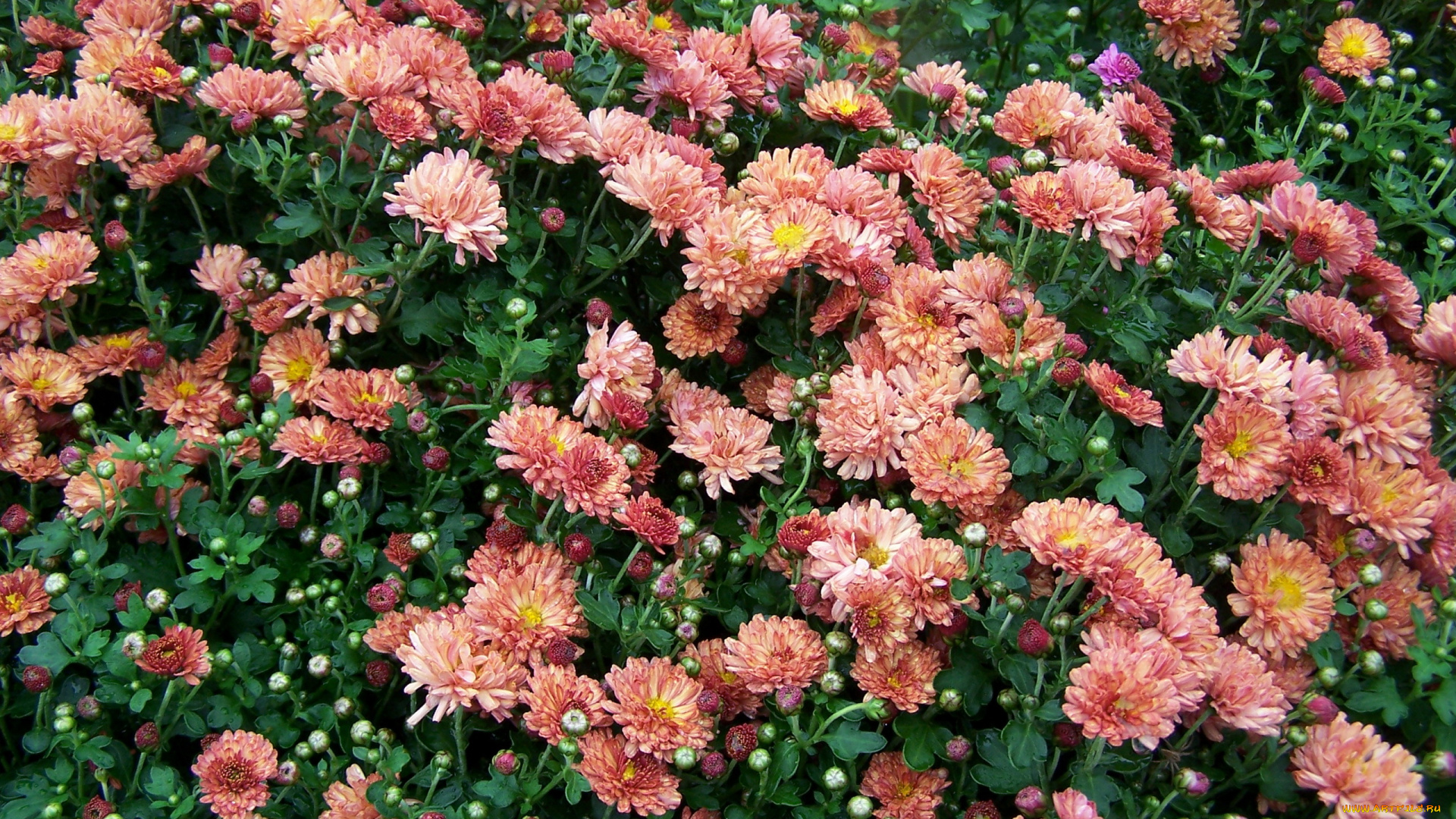 цветы, хризантемы, много, бутоны