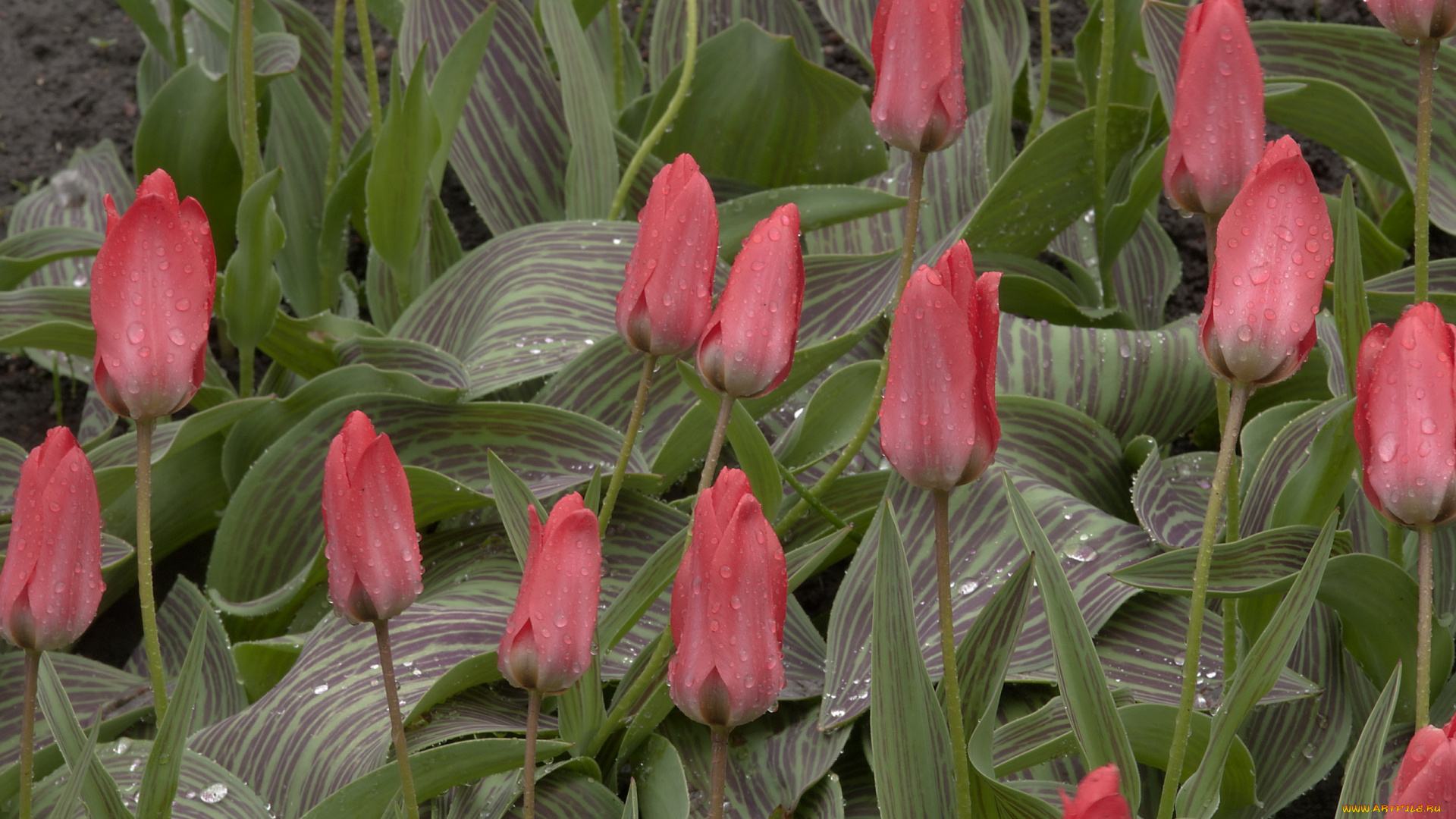 цветы, тюльпаны, дождь