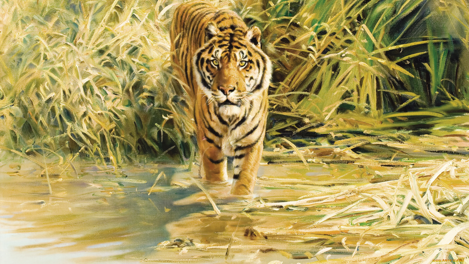 donald, grant, рисованные, тигр