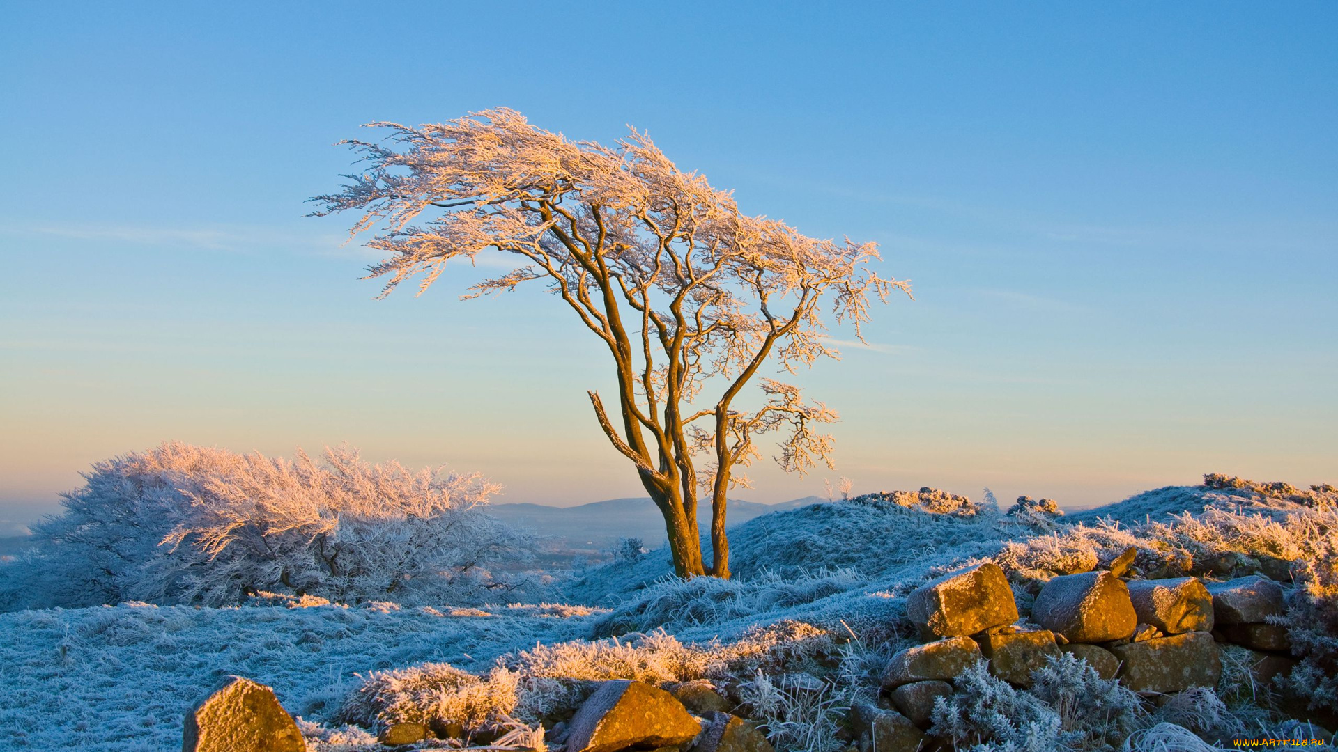 природа, деревья, иней, камни