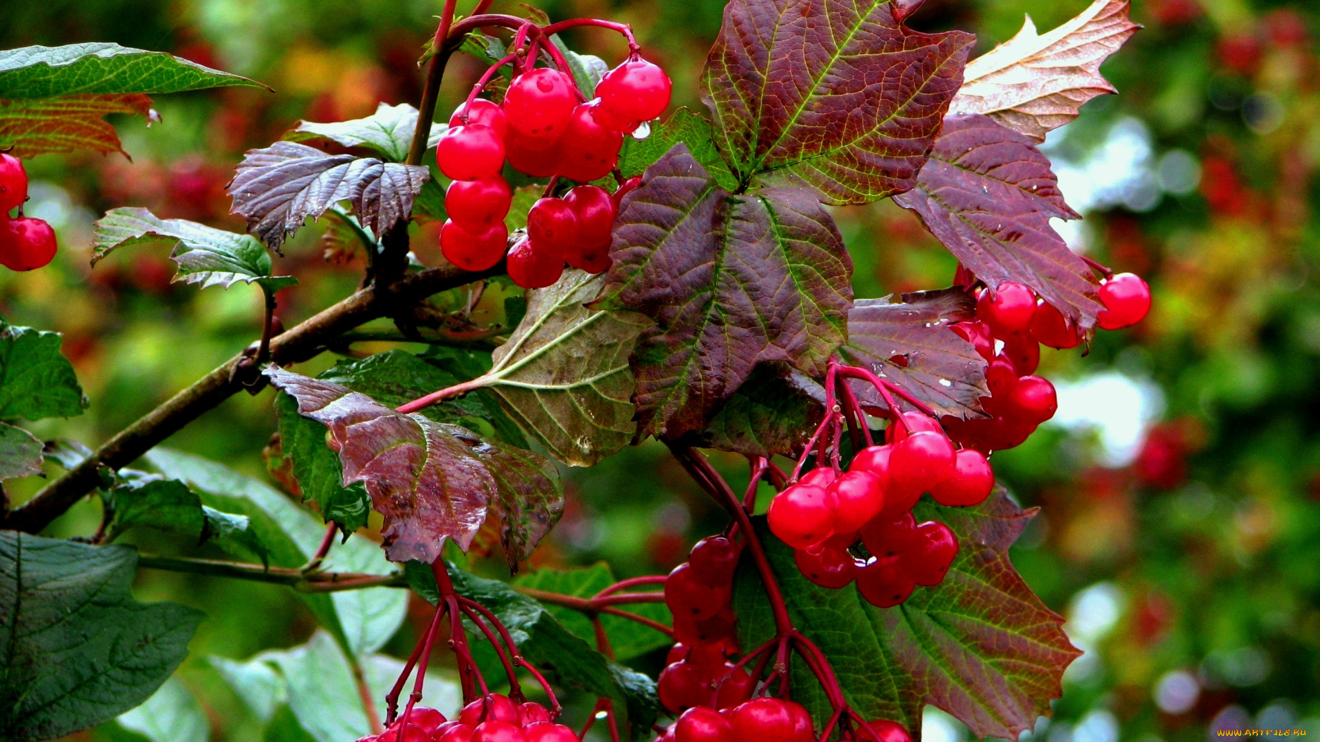природа, Ягоды, калина, листья