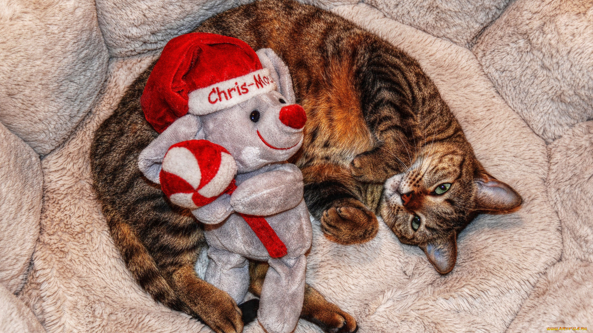 животные, коты, cat