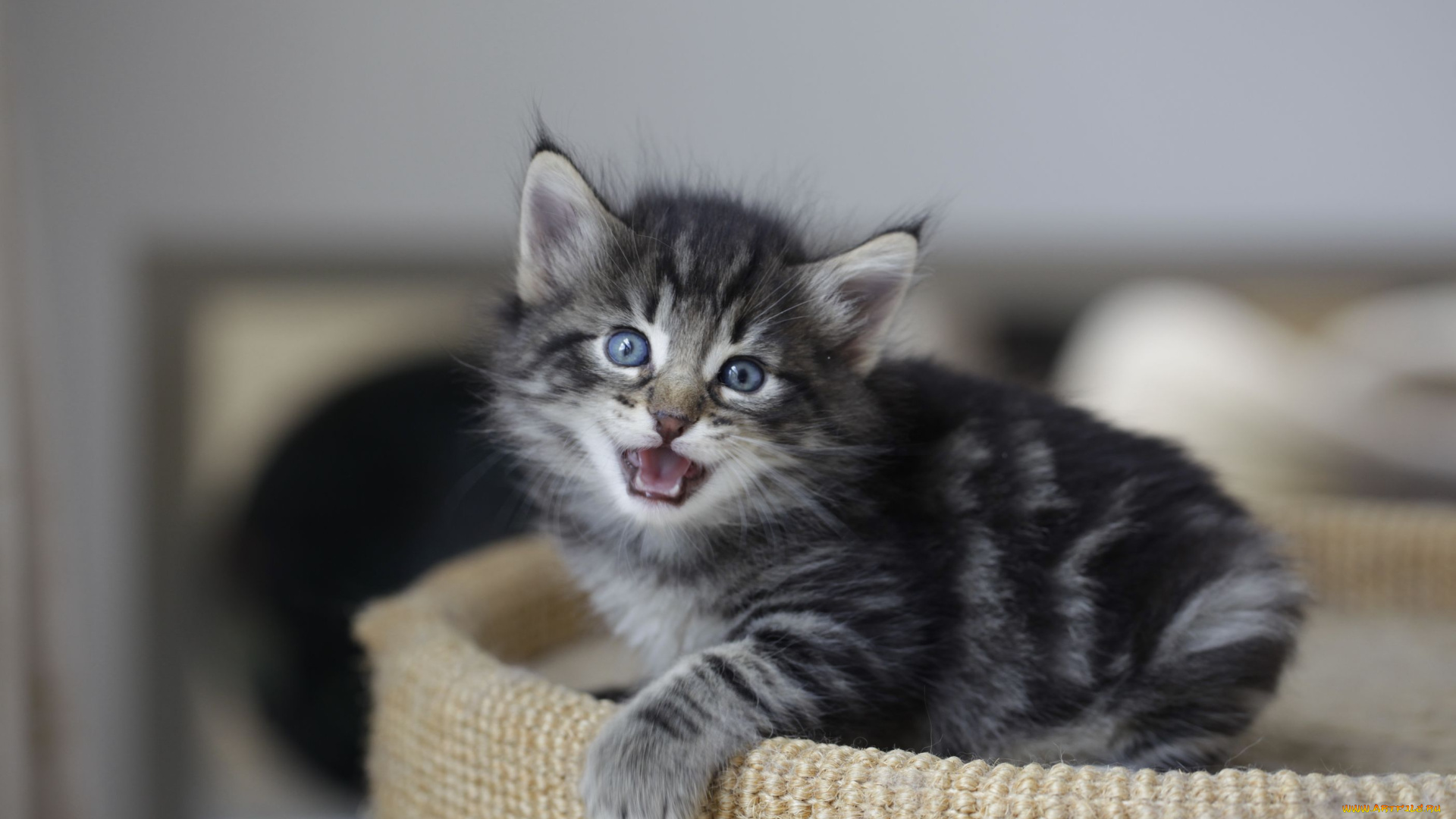 животные, коты, котенок