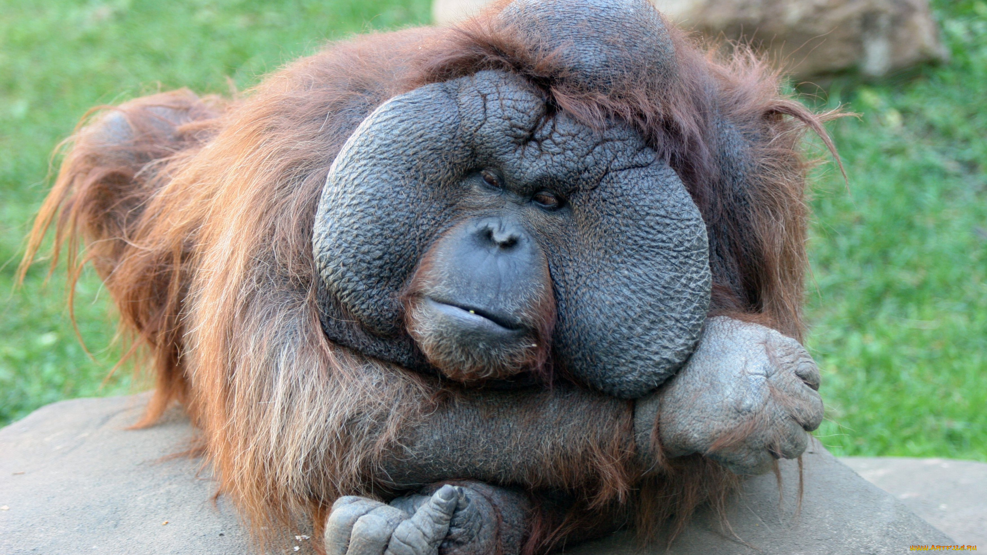 животные, обезьяны, щёки, борнезийский, орангутан