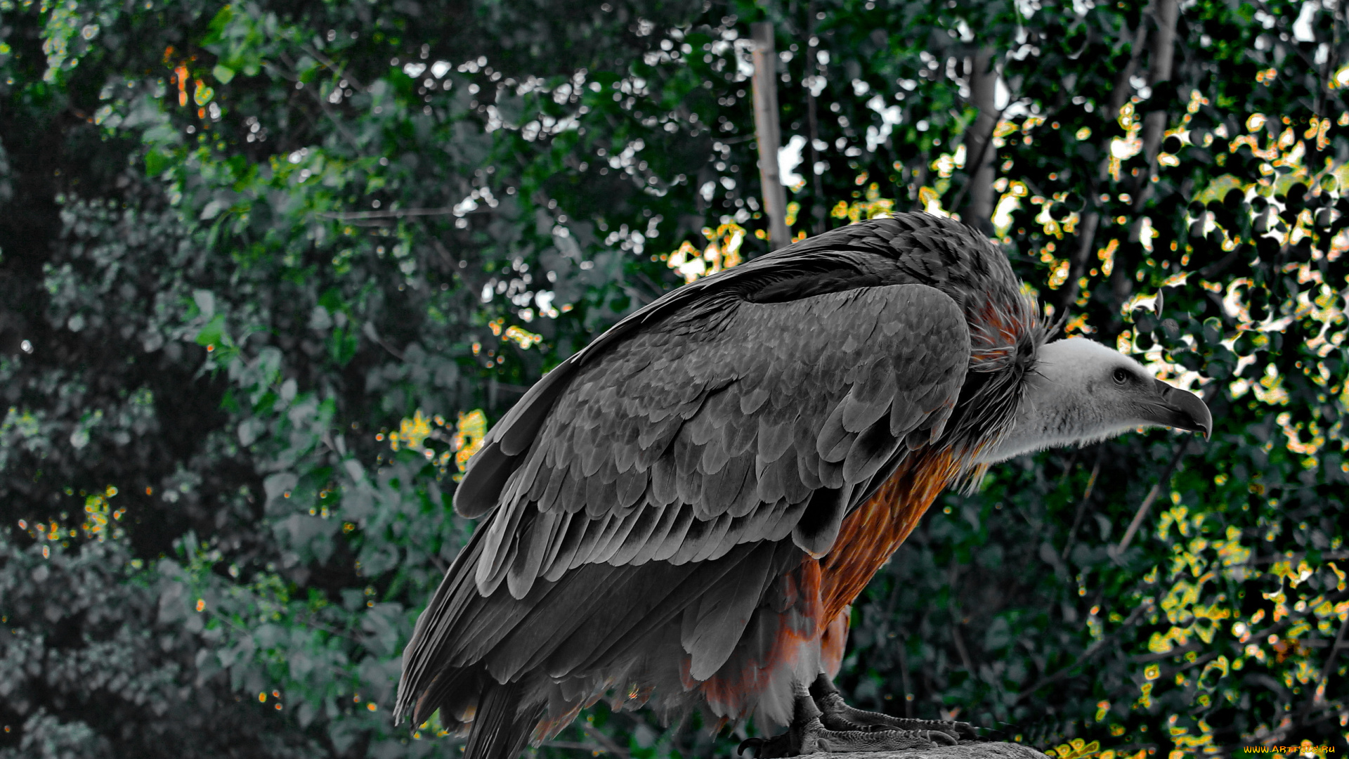 животные, птицы, хищники, отдых, взгляд