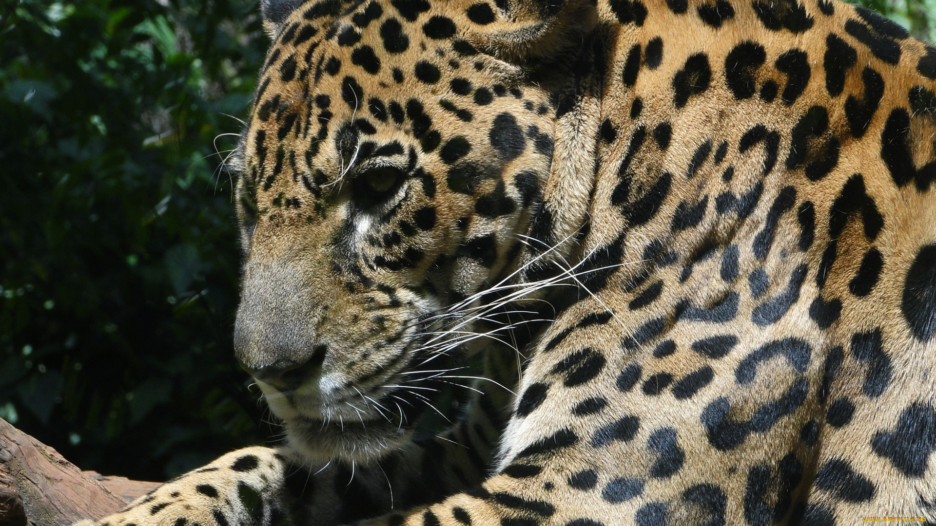 животные, Ягуары