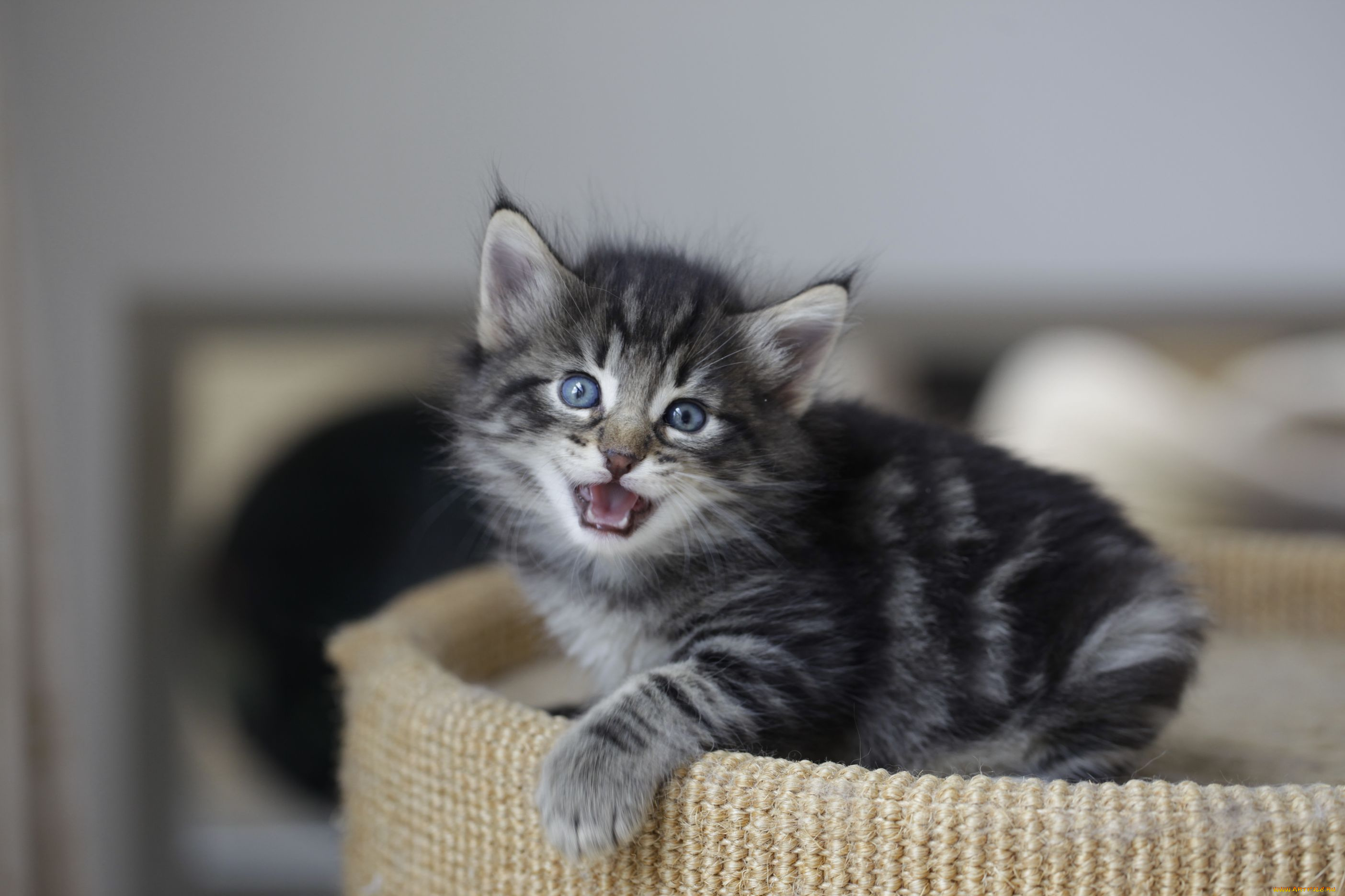 животные, коты, котенок