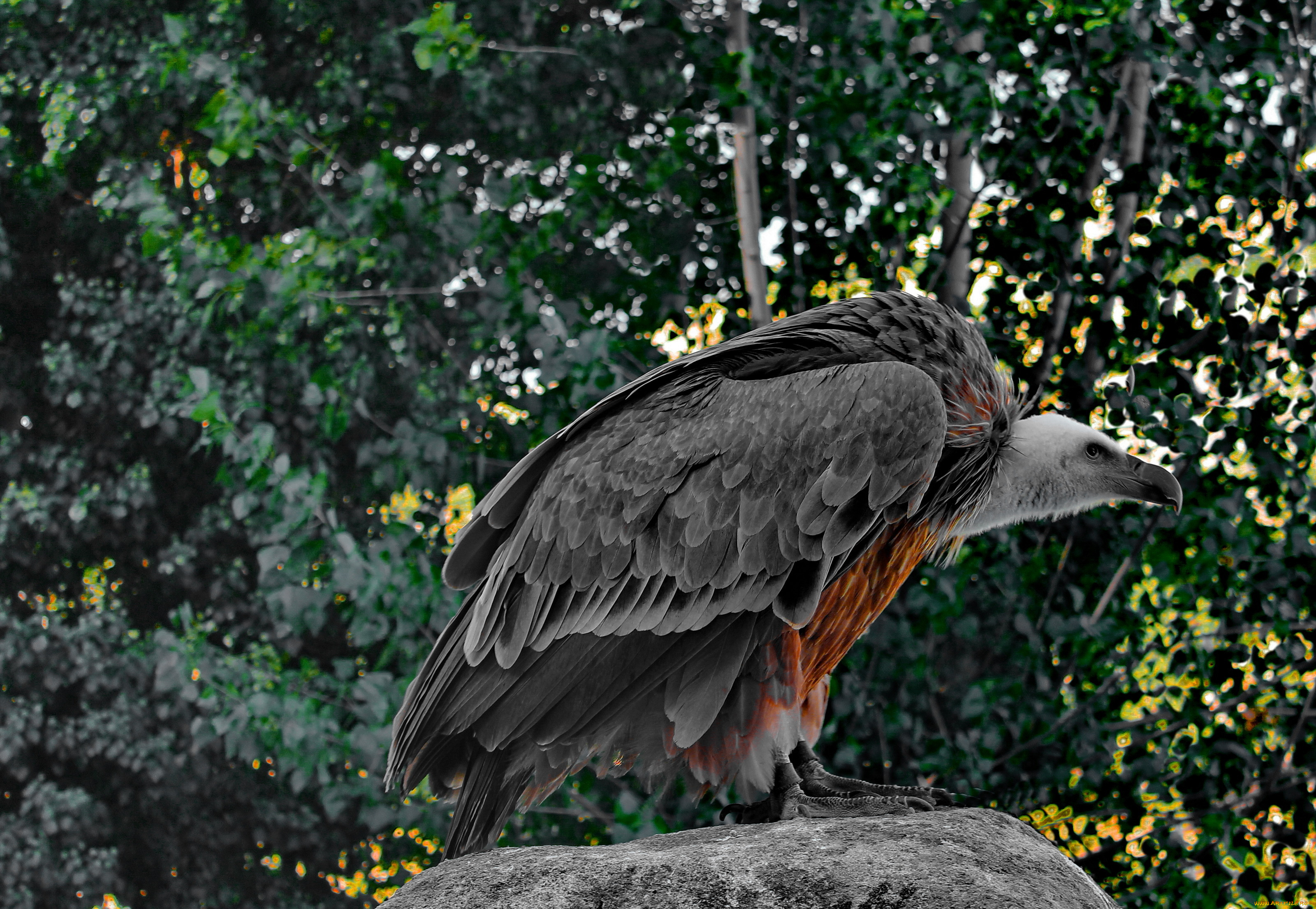 животные, птицы, хищники, отдых, взгляд