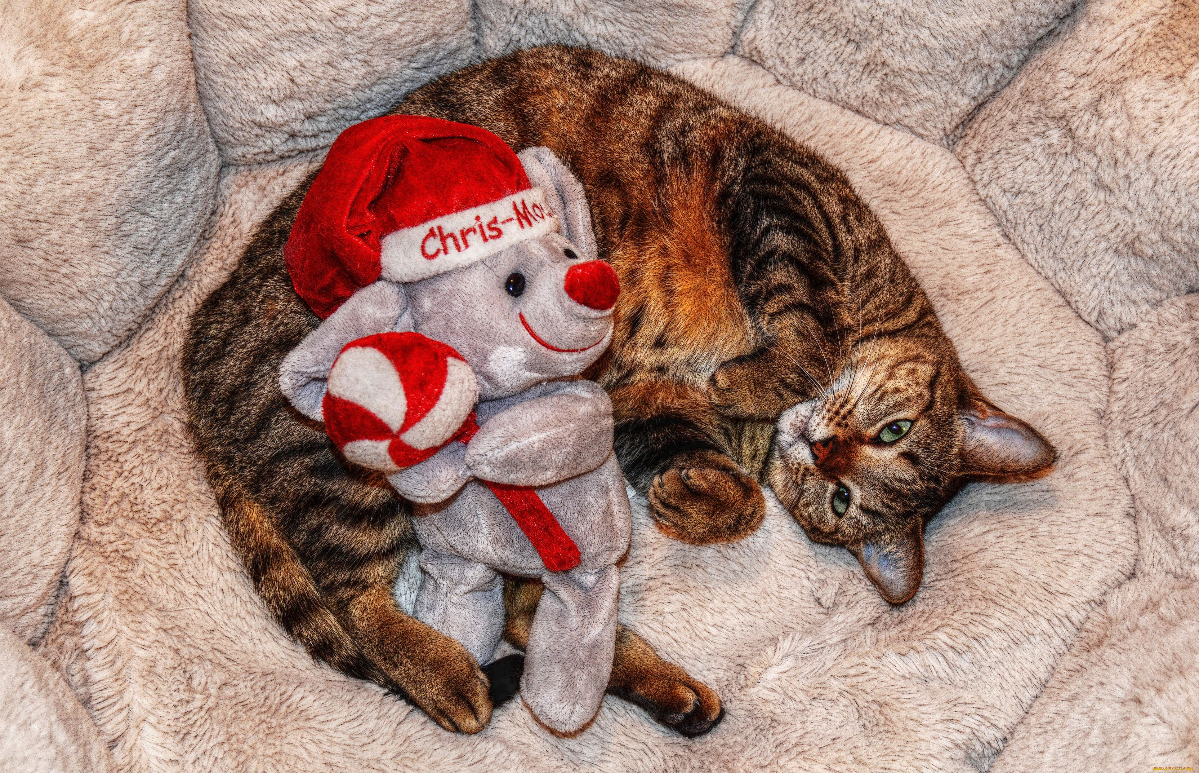 животные, коты, cat