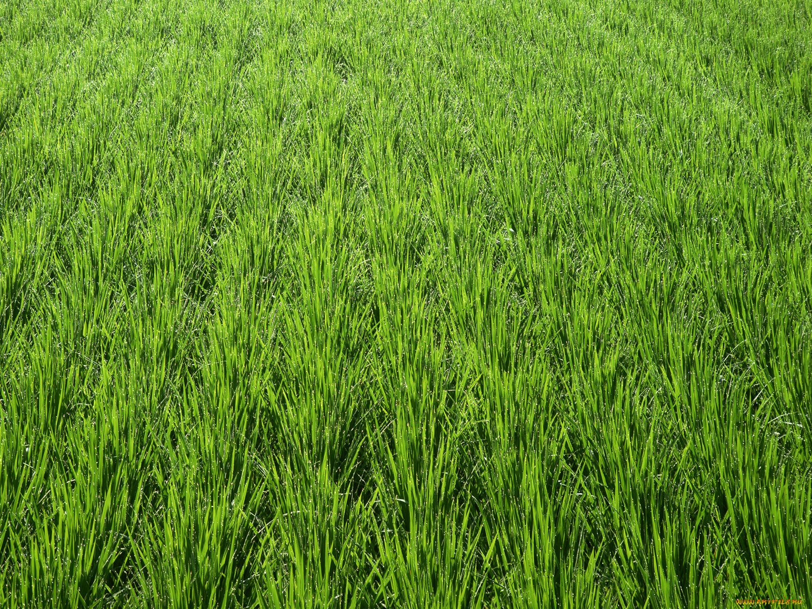 природа, поля, рис