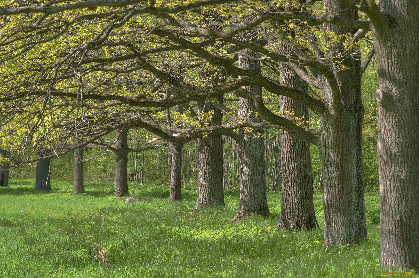 природа, деревья, лето
