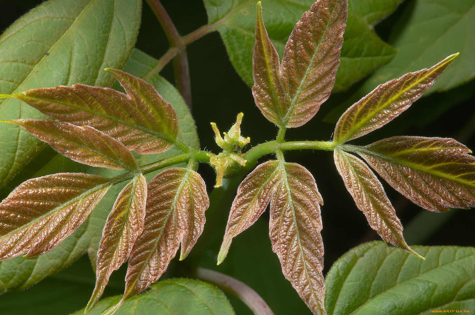 природа, листья, ветка